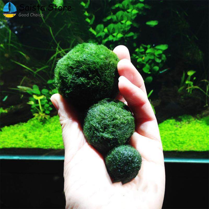 Aquarium Plant Marimo Moss Ball Beautiful Green 3-4cm Shrimp Cylinder Ornaments