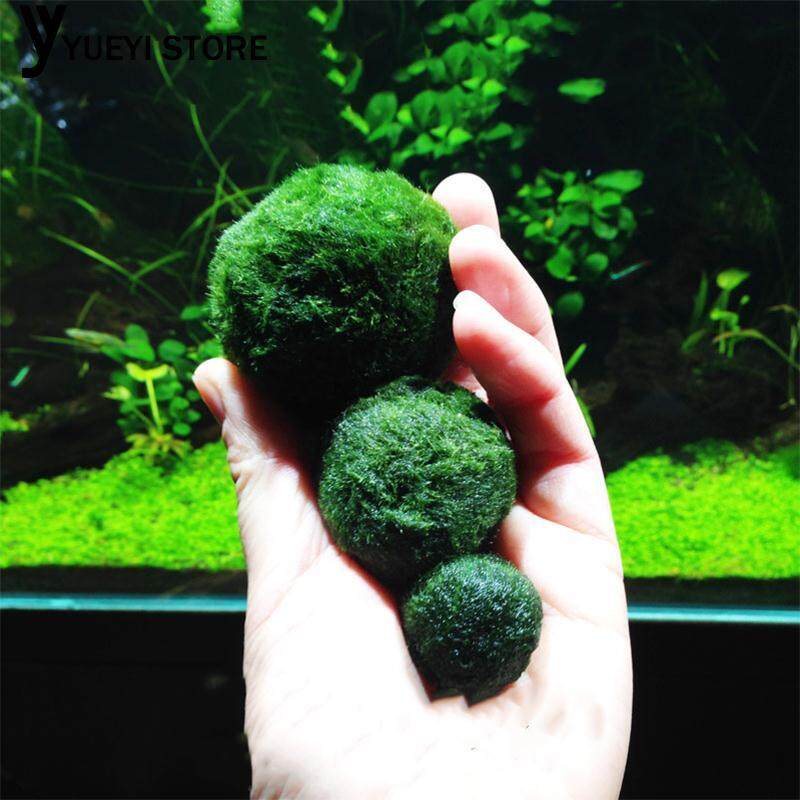 YYSL Marimo Moss Ball Aquarium Plant Green 3-4cm Aquatic Species Pet Supplies YYSL Marimo Moss Ball Aquarium Plant Green 3-4cm Aquatic Species Pet Supplies