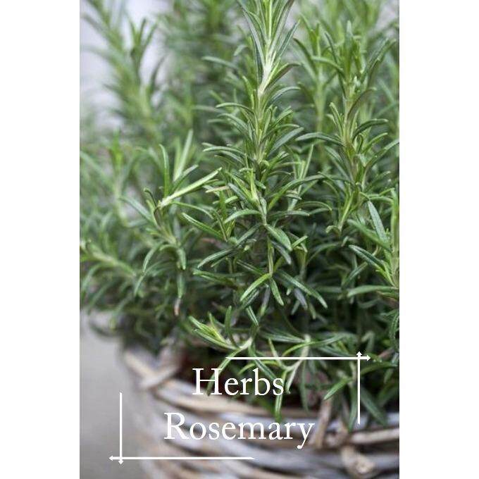 Organic Rosemary Seeds 20 Seed Pot Friendly Tanam Pasu Herbs