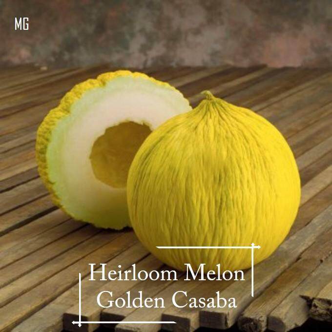 Rare Heirloom Melon Golden Casaba Seeds 10 Seed Pot Friendly