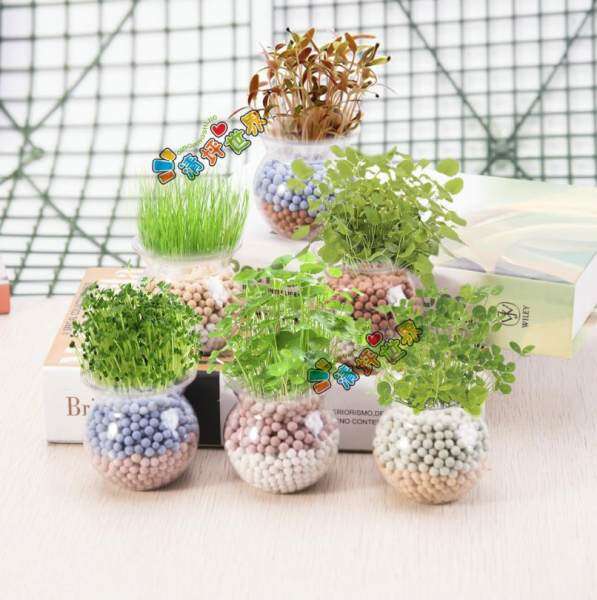 (Fast delivery, good quality) Micro landscape mini cute potted small bonsai, office desktop ecological fruit and vegetable plant - 6Pcs