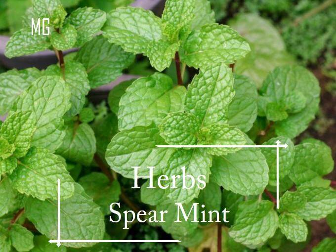 Spear Mint Herbs Seeds Seed Pot Friendly Tanam Pasu Benih