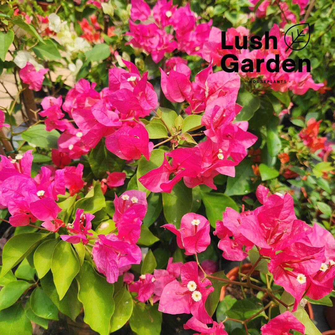 Bougainvillea Pokok Bunga Kertas 宝巾花 纸花 Outdoor Flower Live Plant