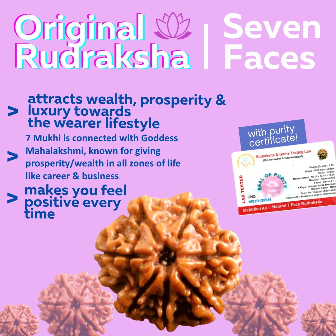 Original Rudraksha 7 Mukhi 7 Faces 7 Mugam Rudraksha Bead With Lab