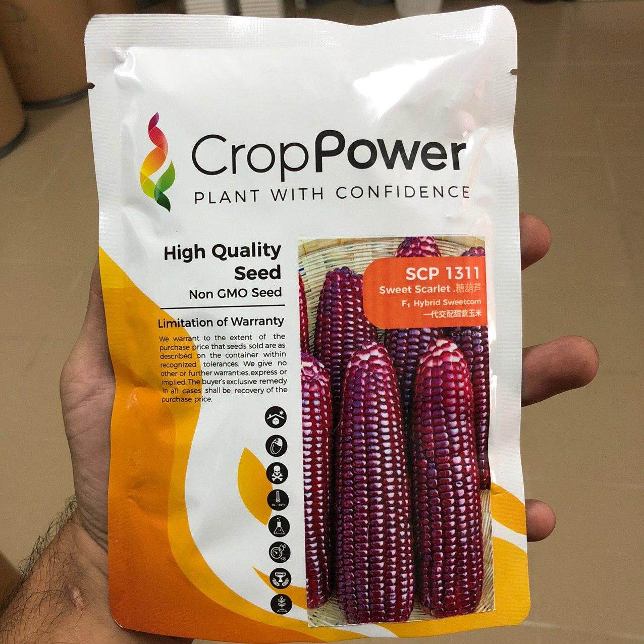 Benih Jagung Manis Ungu Purple Sweet Scarlet Hibrid F1 CROP POWER SCP