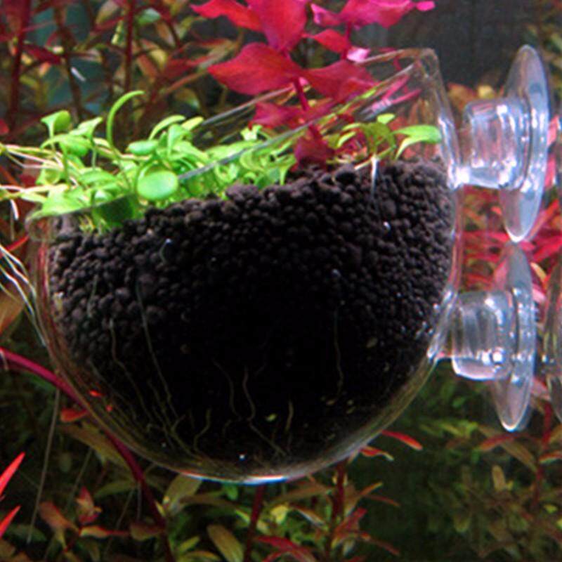 3 ชิ้น Hinterfeld Aquarium ตู้ปลาแก้วพืชมีชีวิตถ้วยหม้อคริสตัลสีแดงที่จับกุ้ง - INTL 3 ชิ้น Hinterfeld Aquarium ตู้ปลาแก้วพืชมีชีวิตถ้วยหม้อคริสตัลสีแดงที่จับกุ้ง - INTL