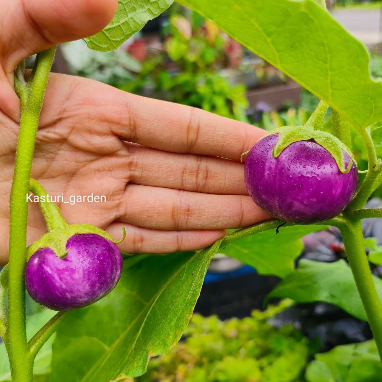 Benih Terung Ungu Ulam Round Purple Eggplant Seeds Vegetable Seed Vege