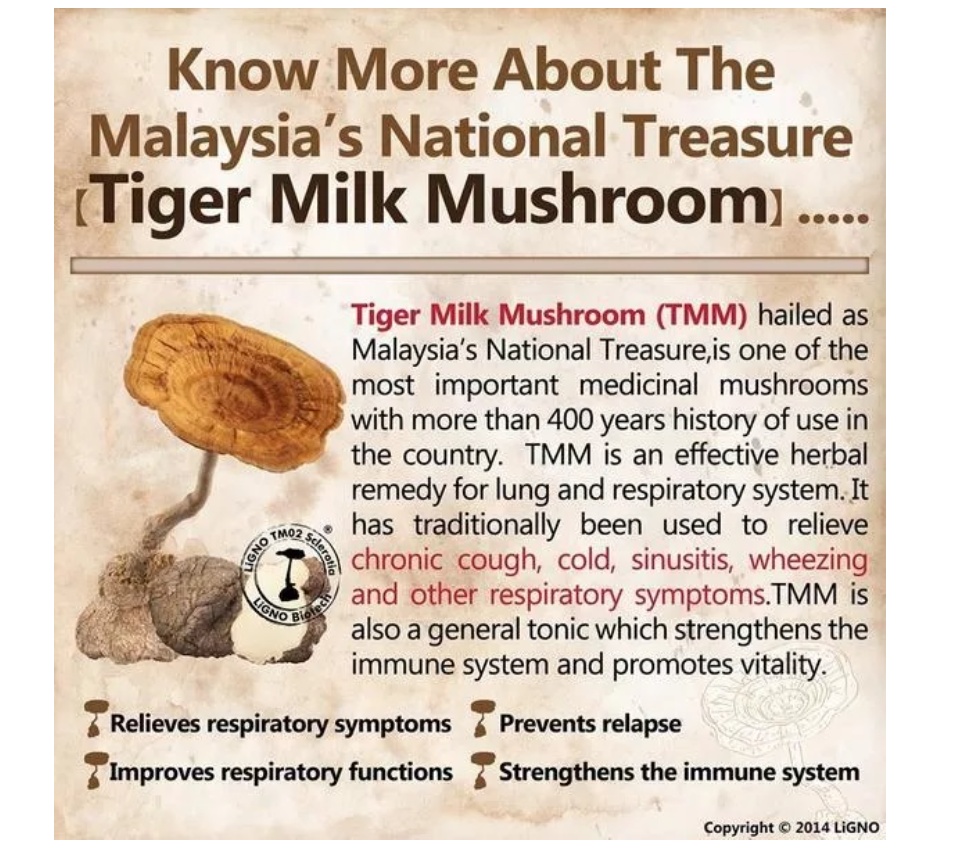 Tigerus Ligno Tmo Tiger Milk Mushroom Sclerotia Mg S Cendawan