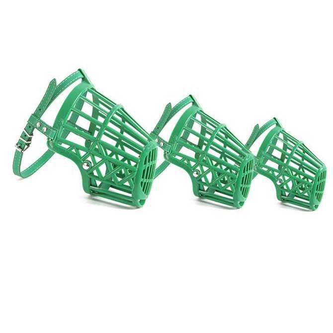 Animal Traps