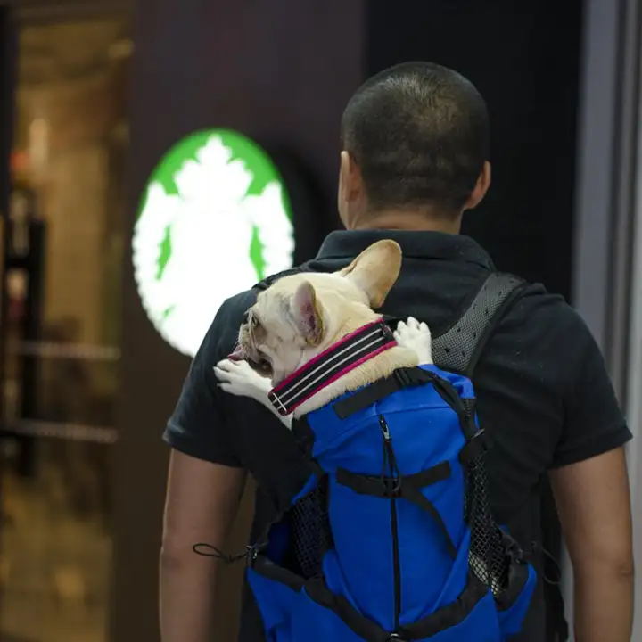 dog luggage