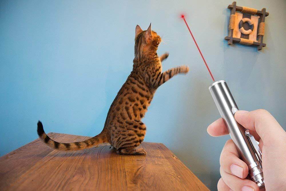 Image result for cat laser light