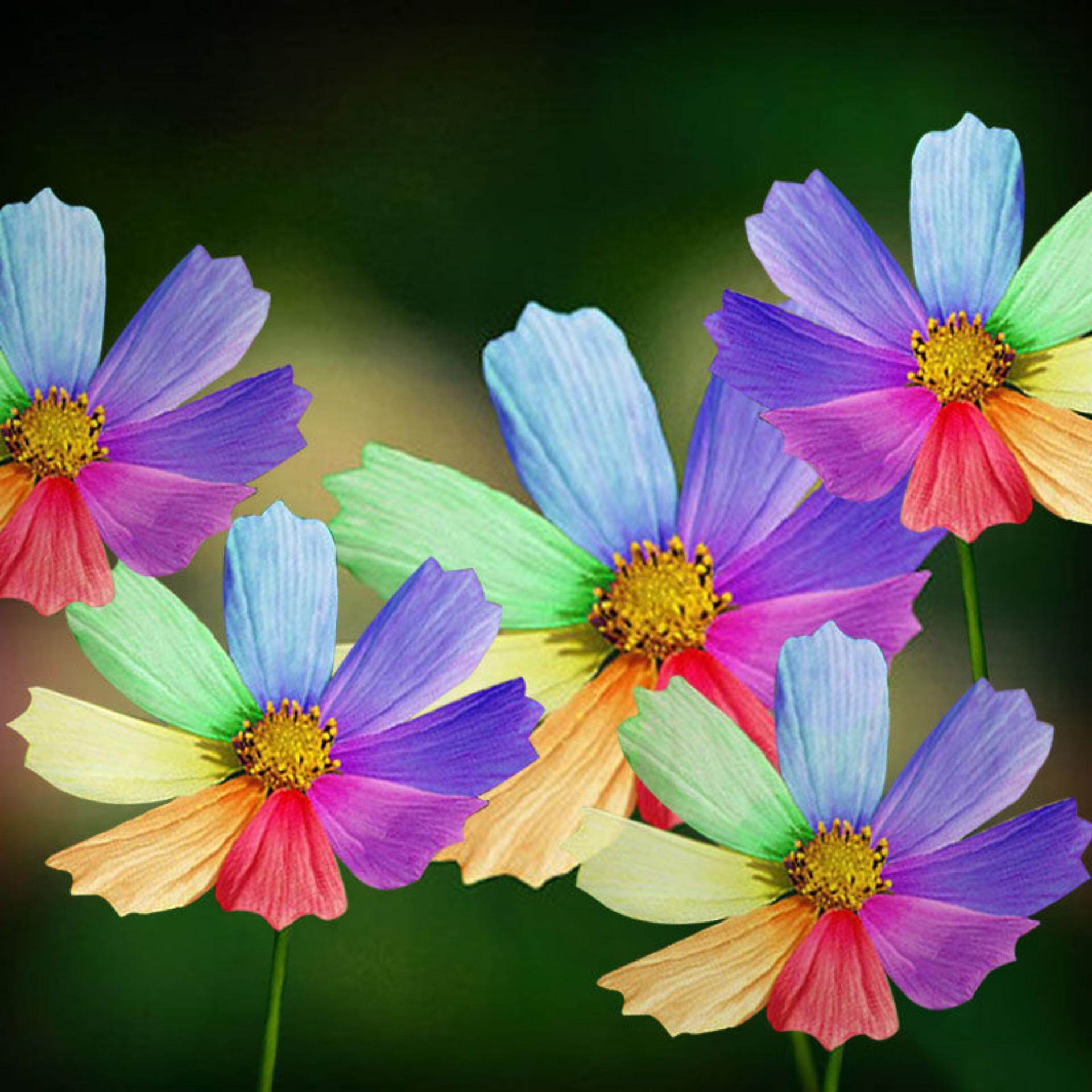 Home & Garden 300x Rainbow Chrysanthemum Flower Plant Seed Rare Special