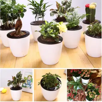 Jayoyi 5 Pcs Automatic Water Absorption Flower Pot Wall Hydroponic