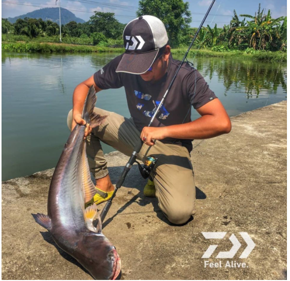 Daiwa Phantom Catfish Spinning Rod Size : 6 feet to 10 feet Made in Vietnam