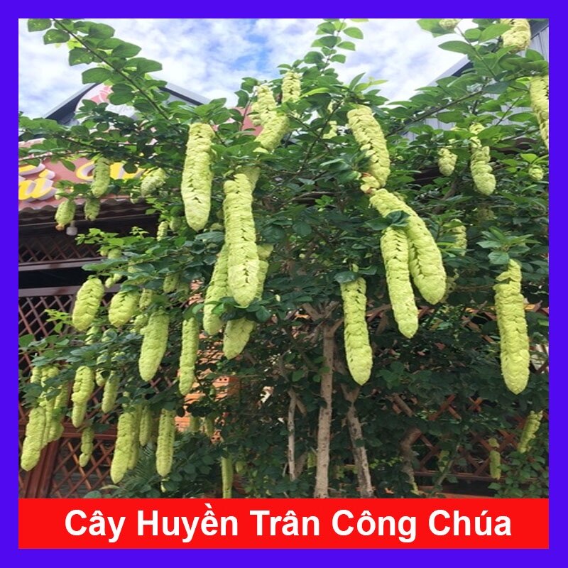 Cây Huyền Trân Công Chúa - cây cảnh đẹp