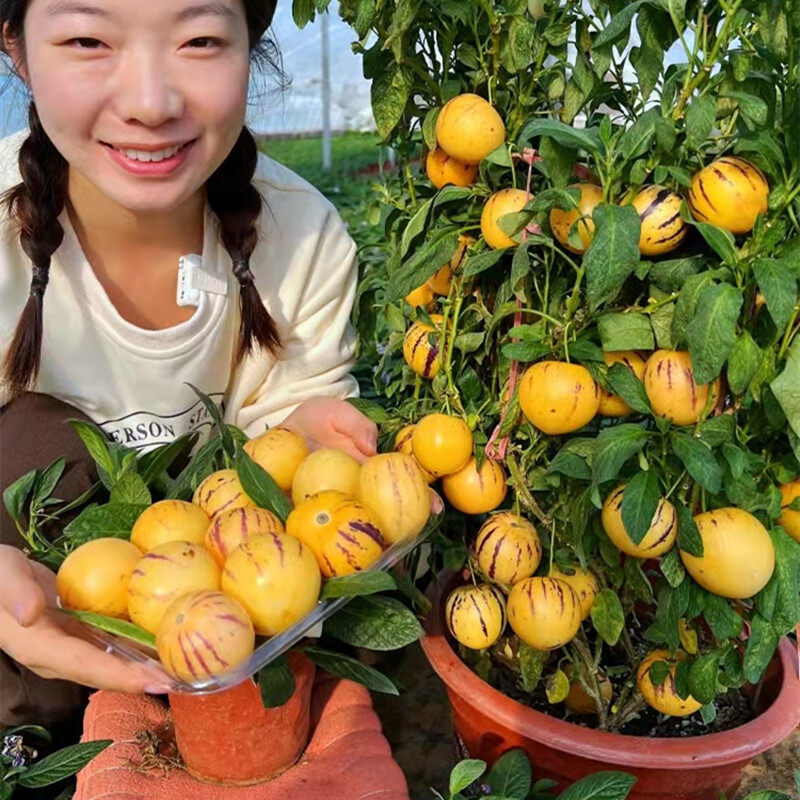 Sweet Juicy Dwarf Pepino Melon Seeds for Sale Ginseng Fruit Seeds