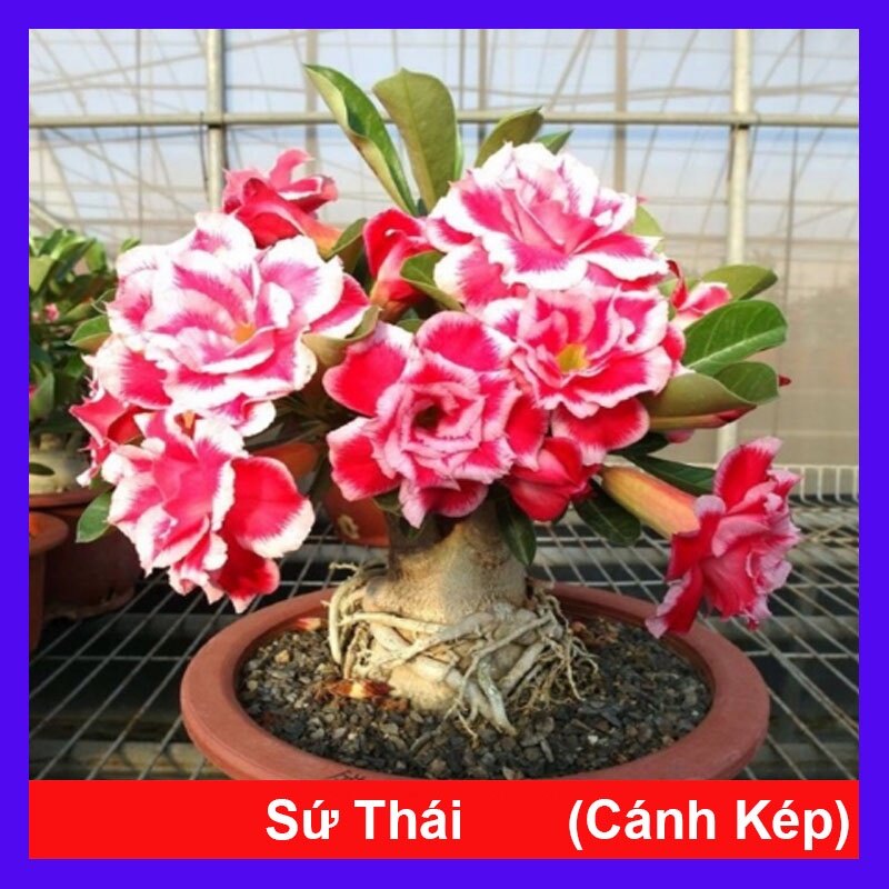 Cây hoa sứ thái