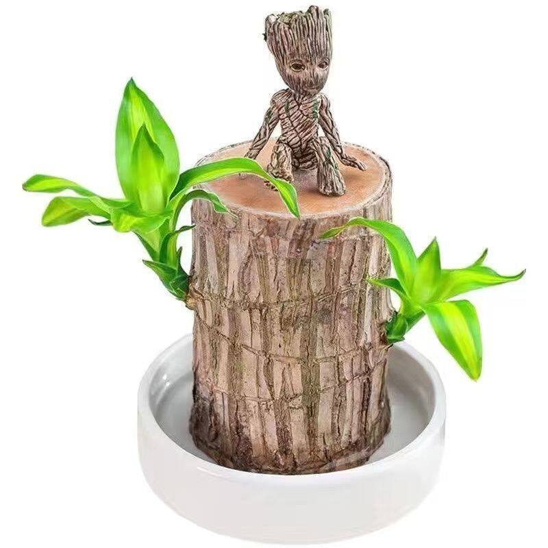 💝 READY STOCK 💝 Brazilian Lucky Wood Hydroponic Green Plant Indoor
