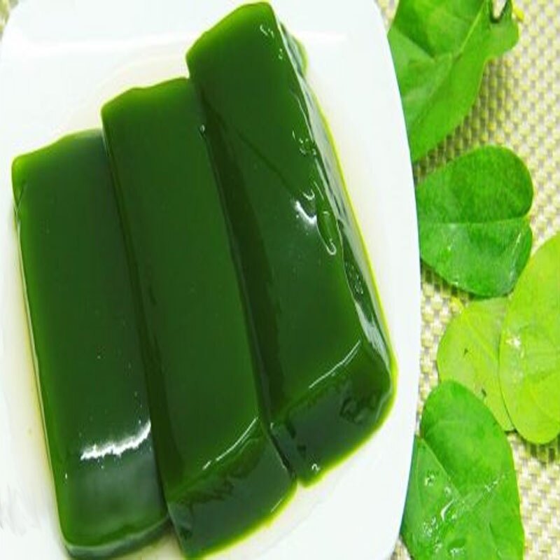 Cây sương sâm trơn (ươm cành rễ ổn định)