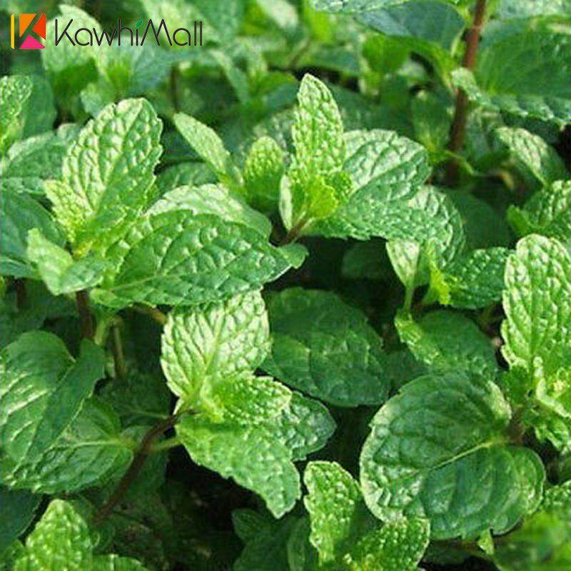 1000pcs Mint Peppermint Herb Seeds Aroma Saranair Aromatic Leaves Viridis