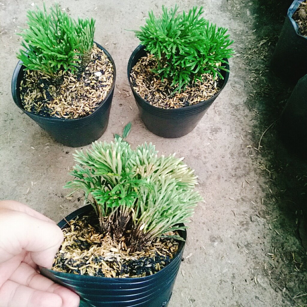 Cây Trường Sinh Thảo - cây cảnh bonsai