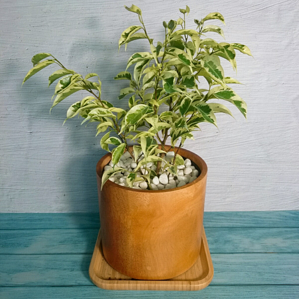Cây Si Bonsai Cẩm Thạch - cây cảnh bonsai