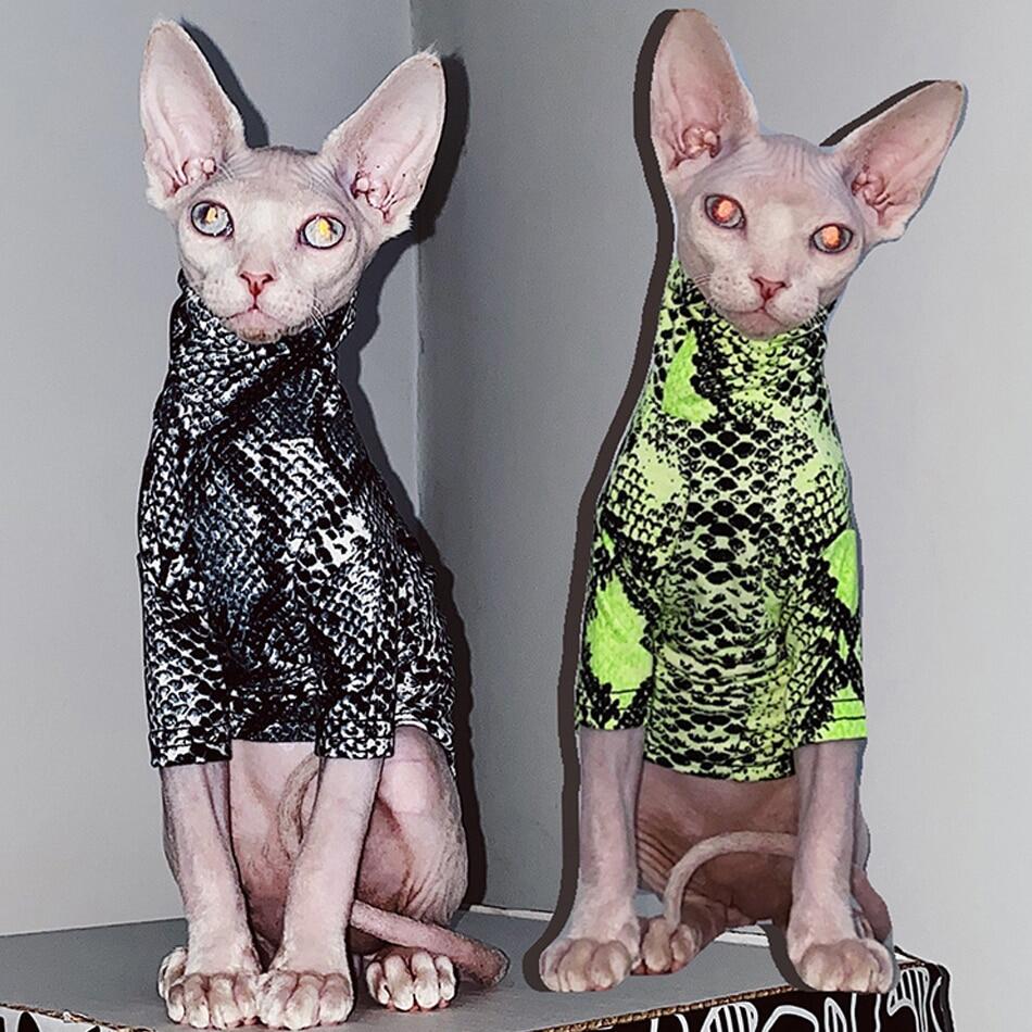 Cute Sphynx Cat Best Price In Singapore Lazada Sg