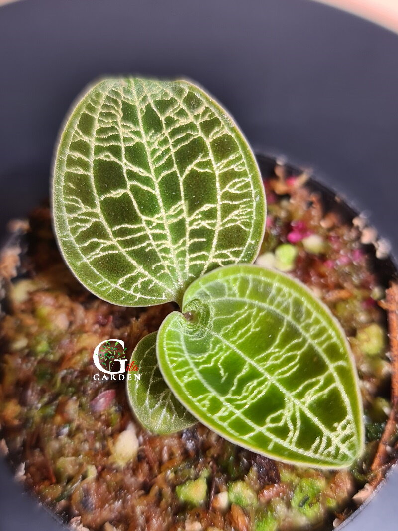 Jewel Orchid, Macodes petola (Lightning Jewel Orchid) 宝石兰 [Jewel Orchids][Terrarium Plants