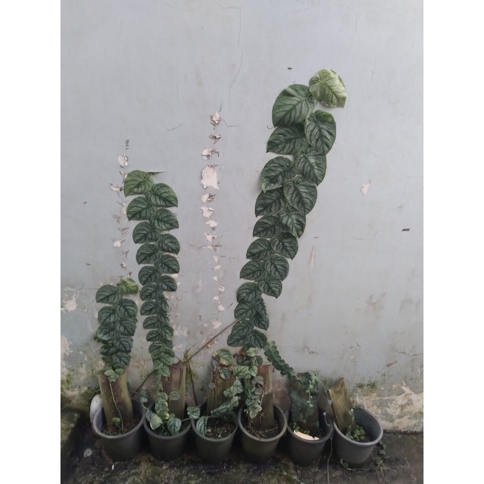Cây tắc kè thái (giống mới) - cây leo tường