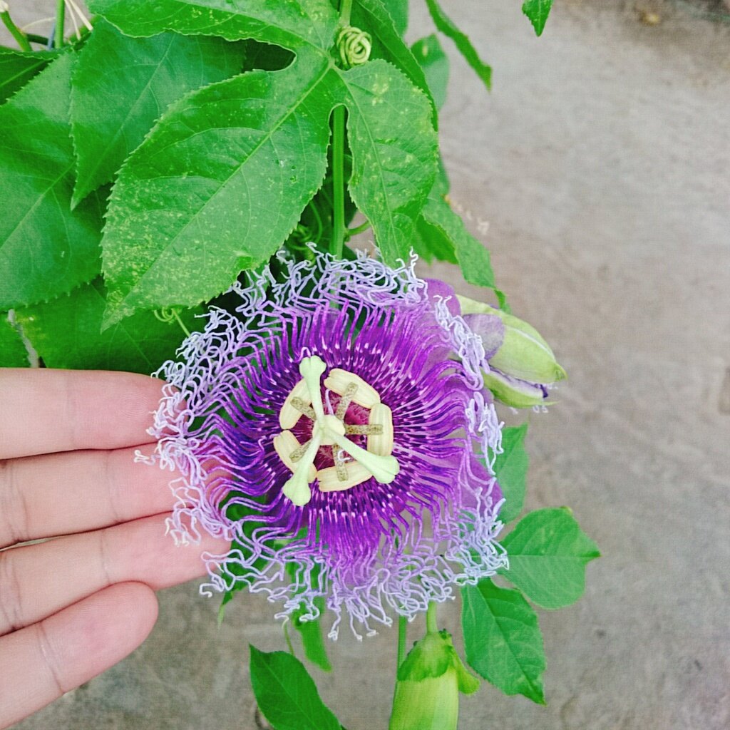 Cây Hoa Sao Biển (Tím) - cây cảnh đẹp