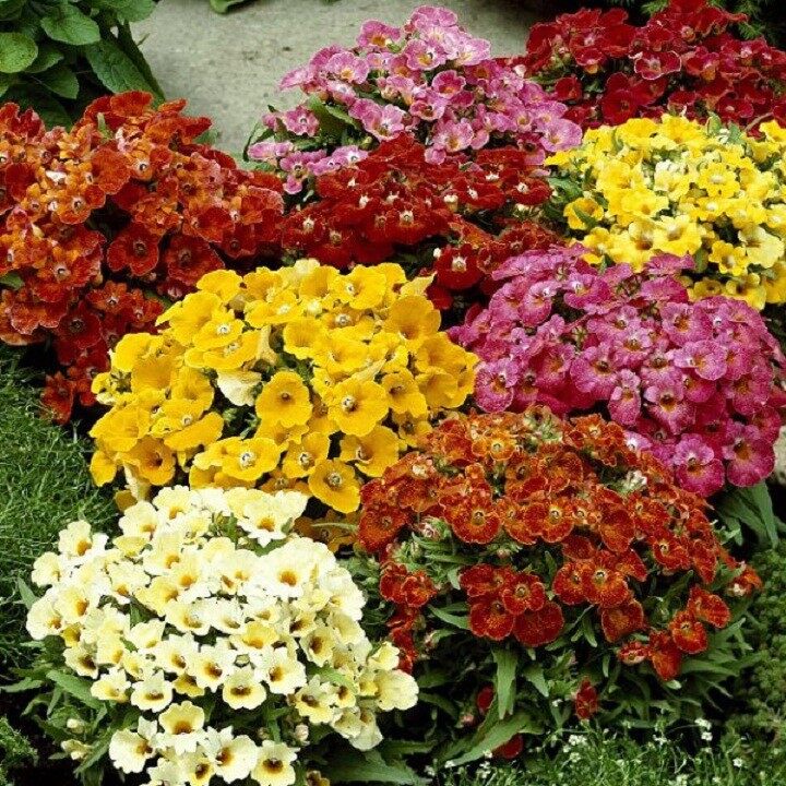 Hạt Giống Hoa Nemesia Mix 50 hạt