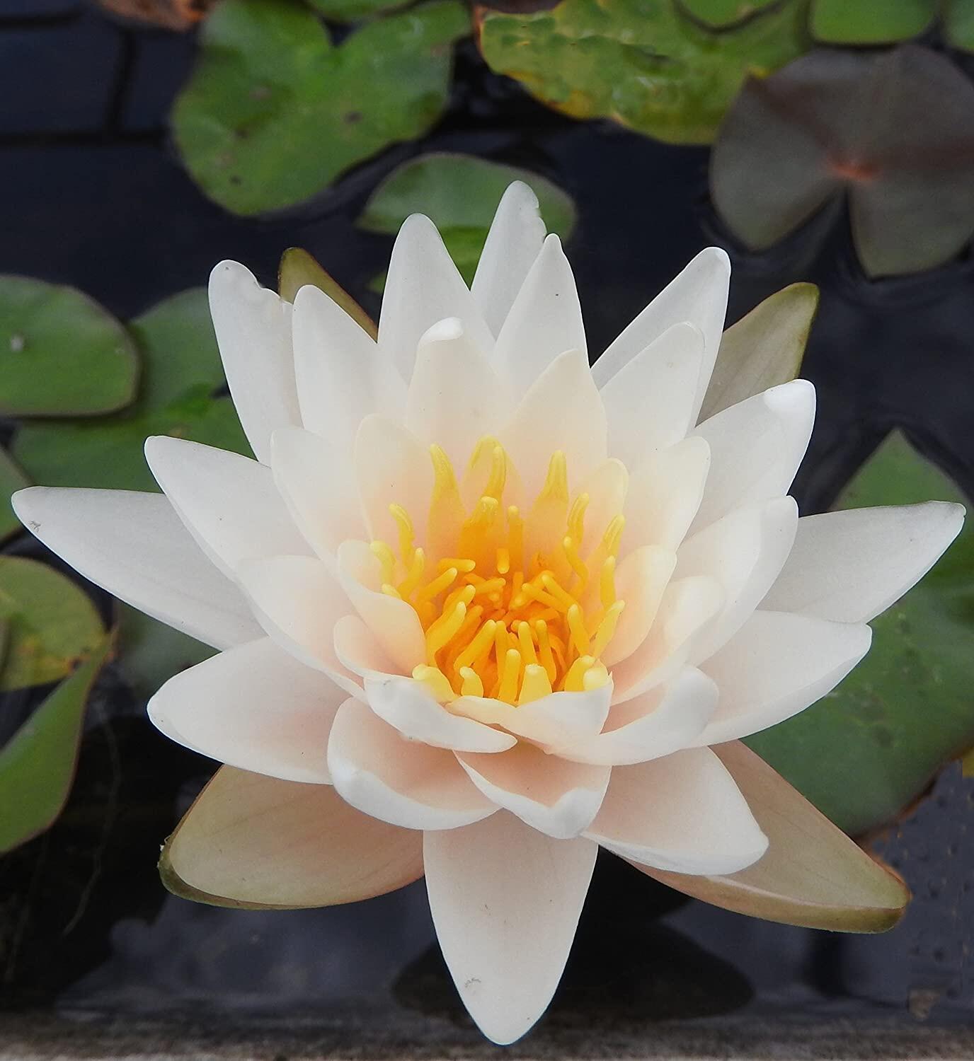 Real Multipetals Hardy Water Lily Plant Without Pot Bunga Teratai Lazada