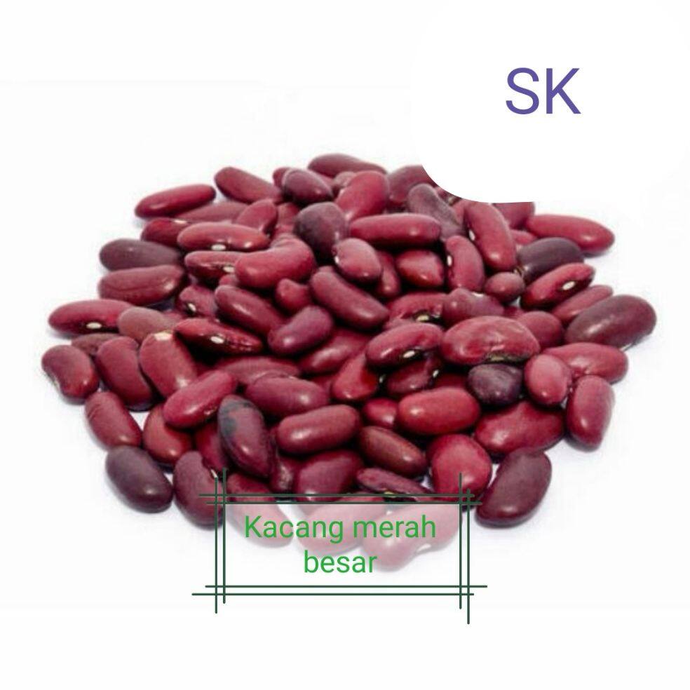 Kacang Merah Besar Kacang Rendang 250 Gram Shopee Indonesia