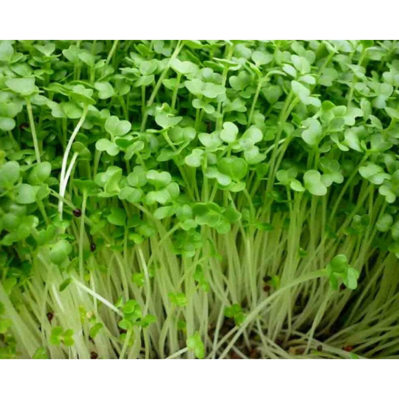 Gói 20g hạt giống cải mầm dinh dưỡng