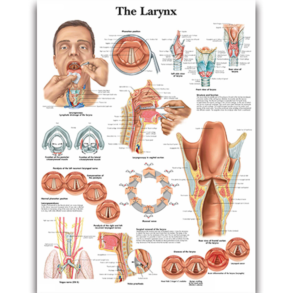 40x60cm Medical Education Poster Human Organs Anatomy Skeletal Muscles Poster Wall Decor Classroom Study Room Decoration Painting