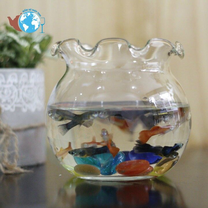 B1-bể cá thủy tinh hồ cá chậu cây miệng bèo d13cm x 14cm