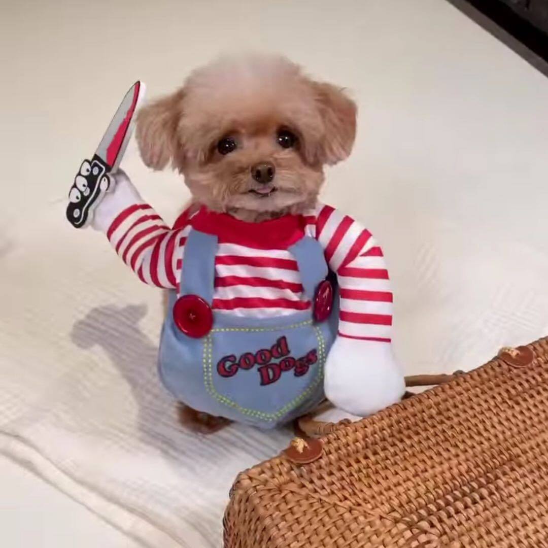 DY Loving Pet Coat Cute Red Stripes Printed Good Dogs Transformed Cosplay Clothes for Puppy Shih Tzu Chowchow Kitten and Big Dogs