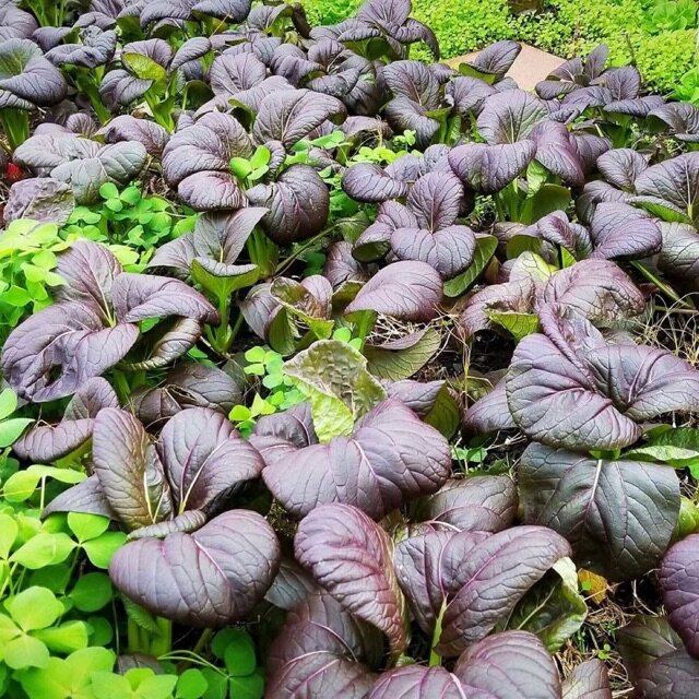 Hat Giống Cải Pokoy Tím