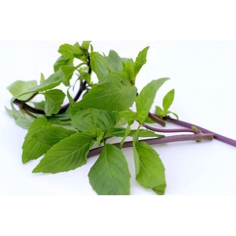 Hạt giống rau quế lá to thơm ngon 5gr