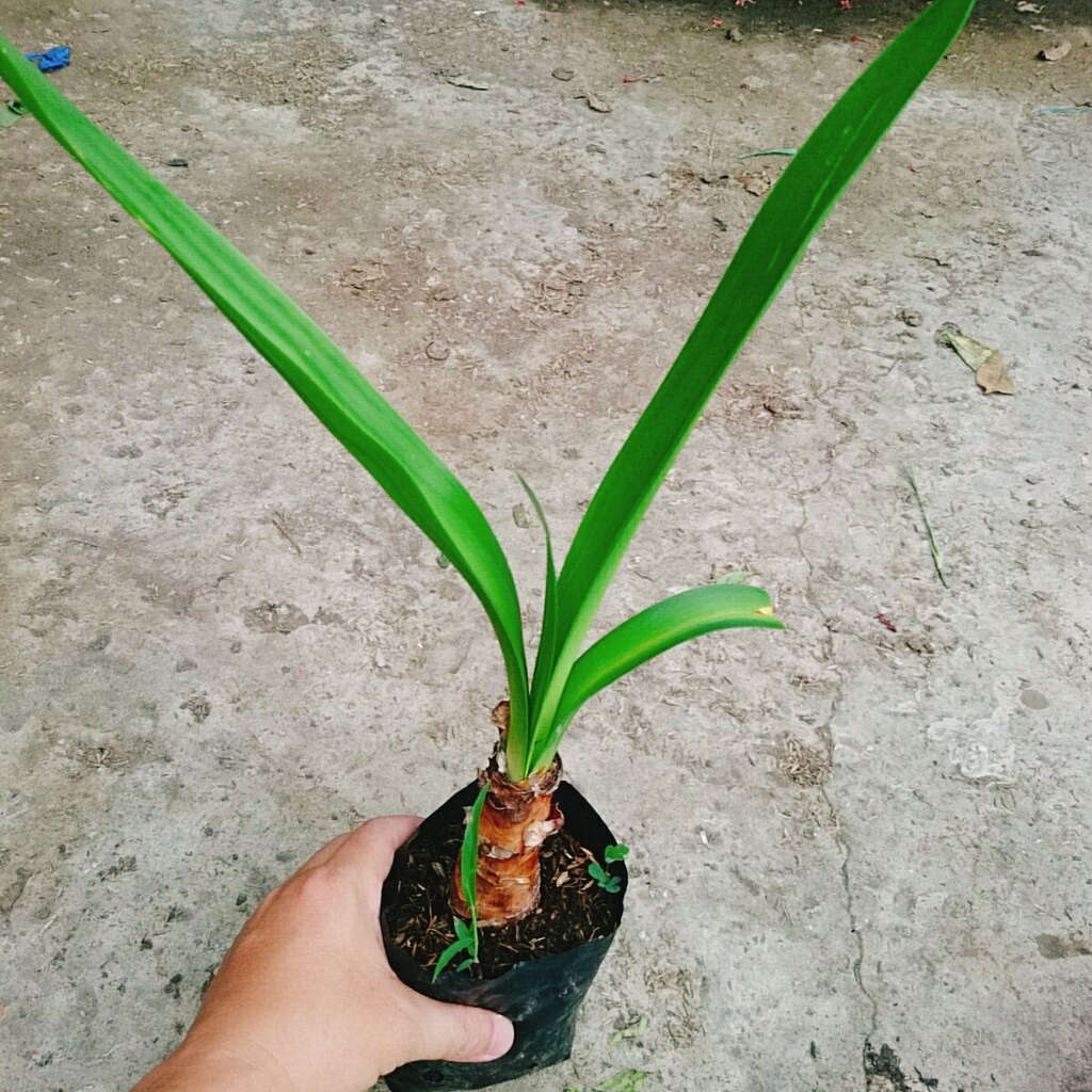 Cây Bạch Trinh Biển - cây thuỷ tiên