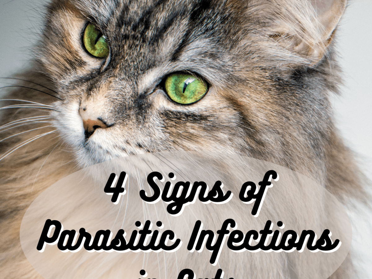 Savetron_Natural Treatment For Cat Kucing Parasit PARASITES Deworm