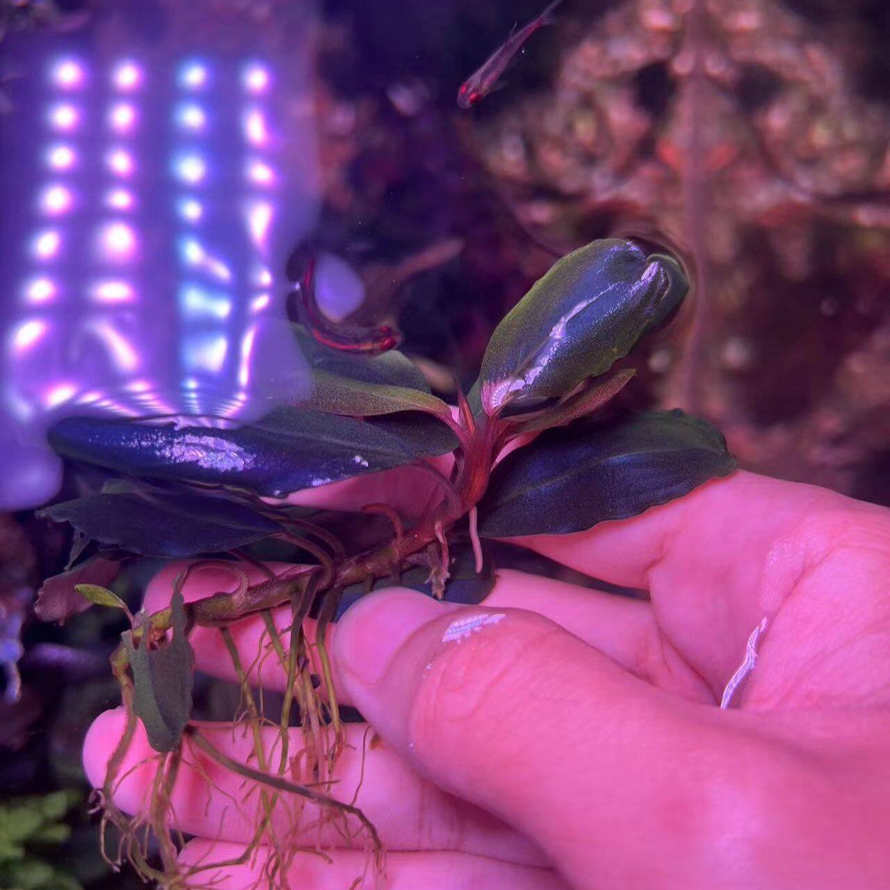 ブセファランドラ sp. ファンタスティックパープル 【公式通販】