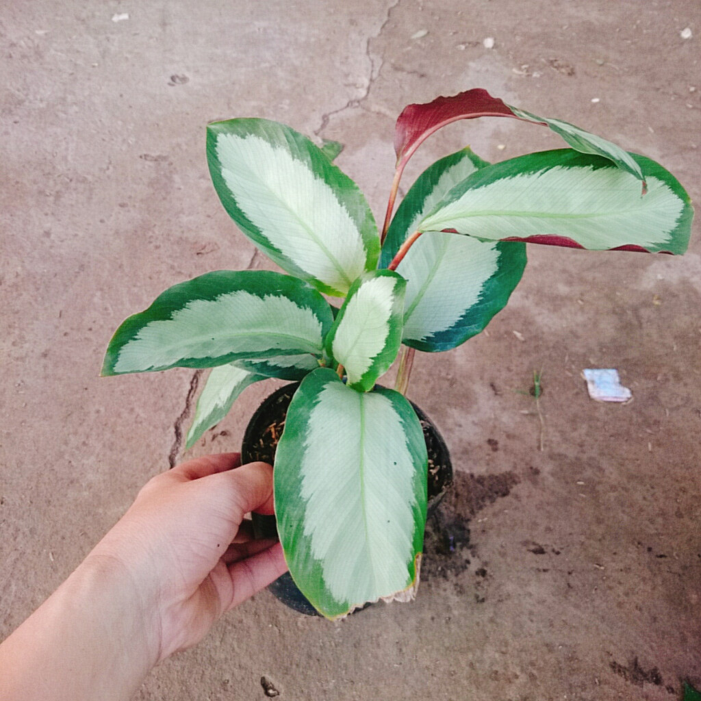 Cây Đuôi Công Trắng - Đuôi Công Lá Bạc