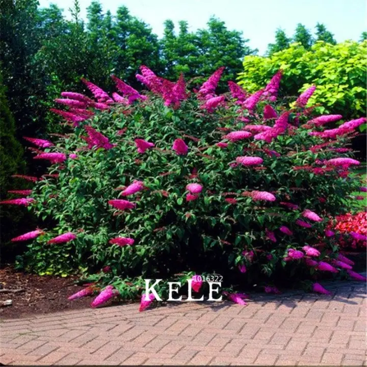 Ready Stock Ljj 100 Pcs Lilac Butterfly Bush Summer Plant Bonsai Seeds Flower Seeds Diy Home Garden Lazada Ph