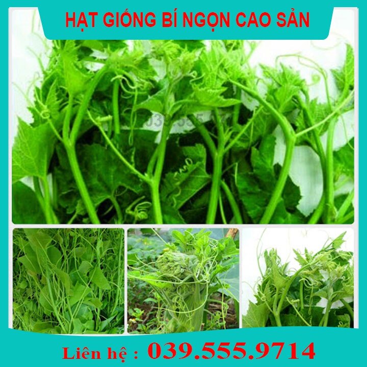 Hạt giống bí siêu ngọn 20gam nhanh thu hoạch có thể trồng trong chậu