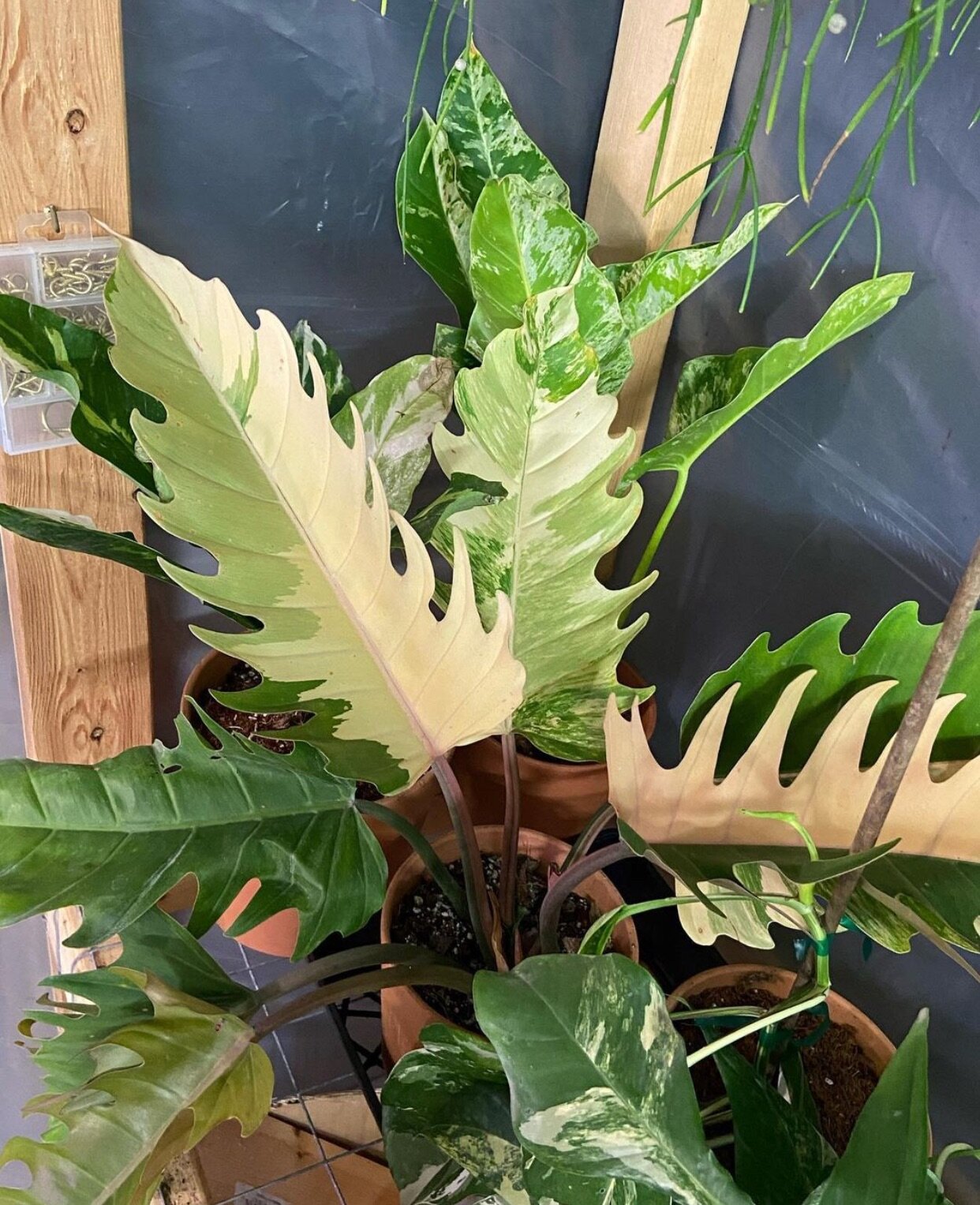 Philodendron Caramel Marble Real Plant Lazada