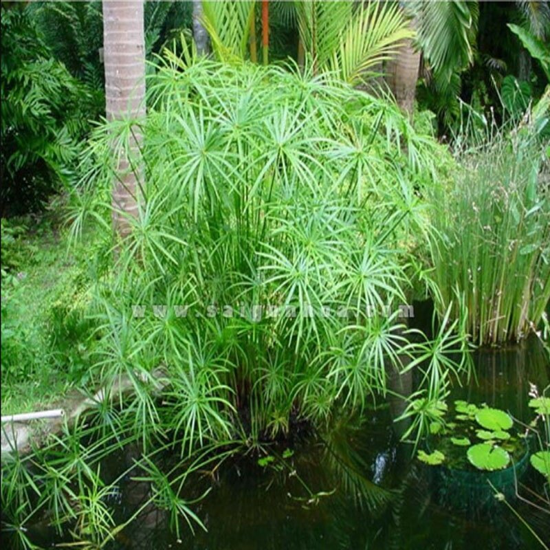 Cây thuỷ trúc thuỷ sinh - cây cảnh thủy sinh
