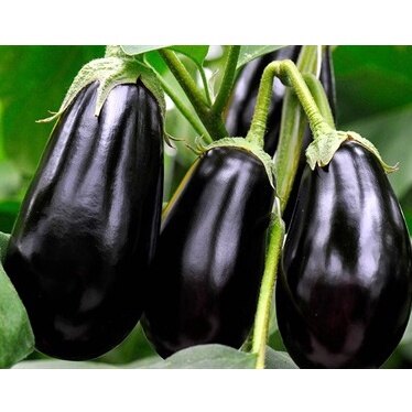 50H - HẠT GIỐNG CÀ TÍM QUẢ LÊ