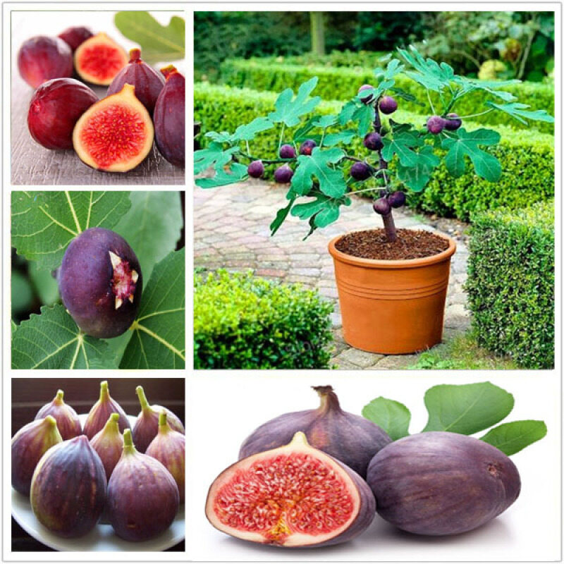 Malaysia Ready Stock 100 Pcs Pack Tropical Fig Seeds Mini Fig Tree Bonsai Fruit Seed Garden Indoor Potted Plants Flower Seeds Vegetable Live Plants Air Plant Seed Benih Tree Pokok Bunga Lazada