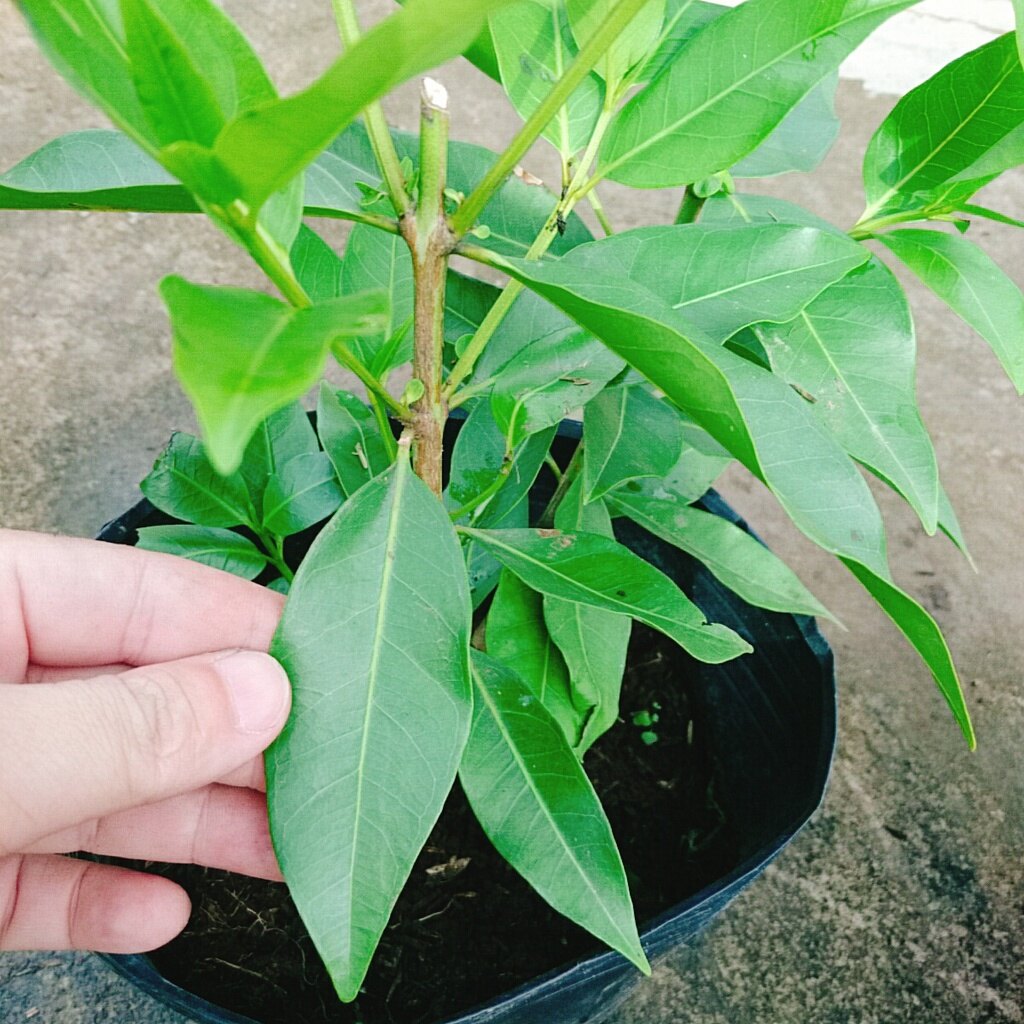 Cây vối nếp - 10 công dụng thần kỳ